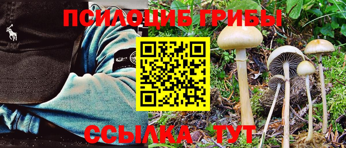 Псилоцибиновые грибы Psilocybe  Алексеевка 